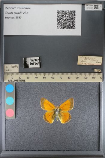 Media type: image;   Entomology 193724